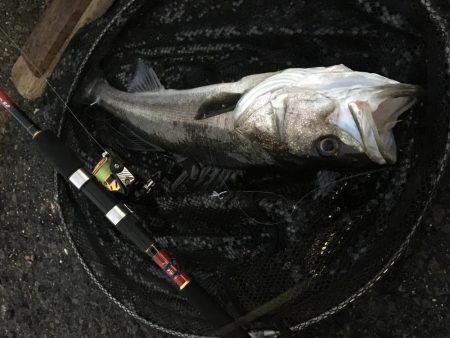 サビキでスズキ